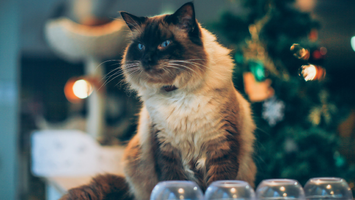 FELINE GOOD: A new pet pal